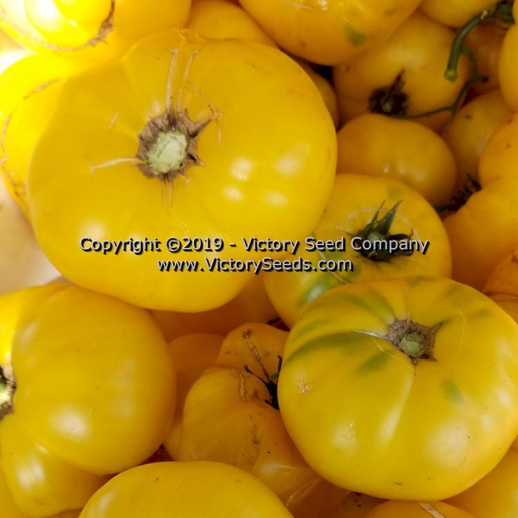 Dwarf CC McGee Tomato