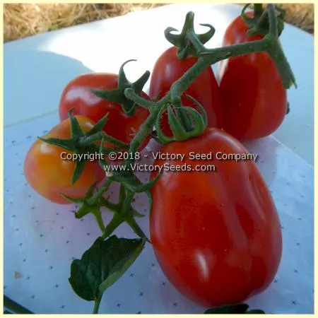 King Humbert (Roi Umberto) Tomato