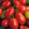 Napoli Tomato