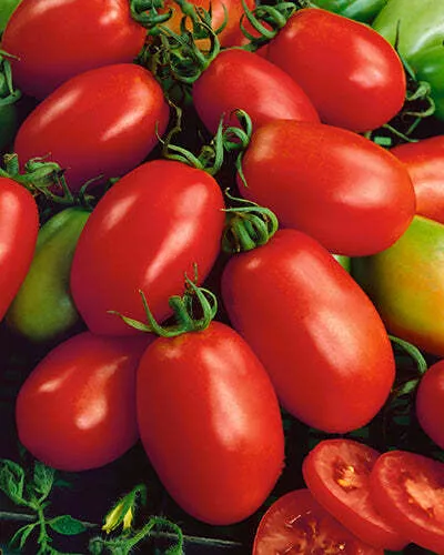 Napoli Tomato