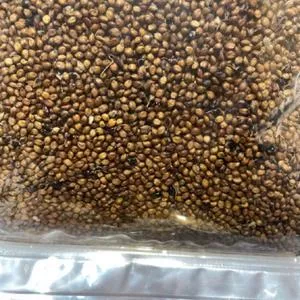 Shallu Sorghum (aka Egyptian Wheat)