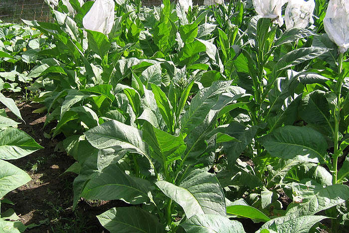 PYKY 171 Tobacco