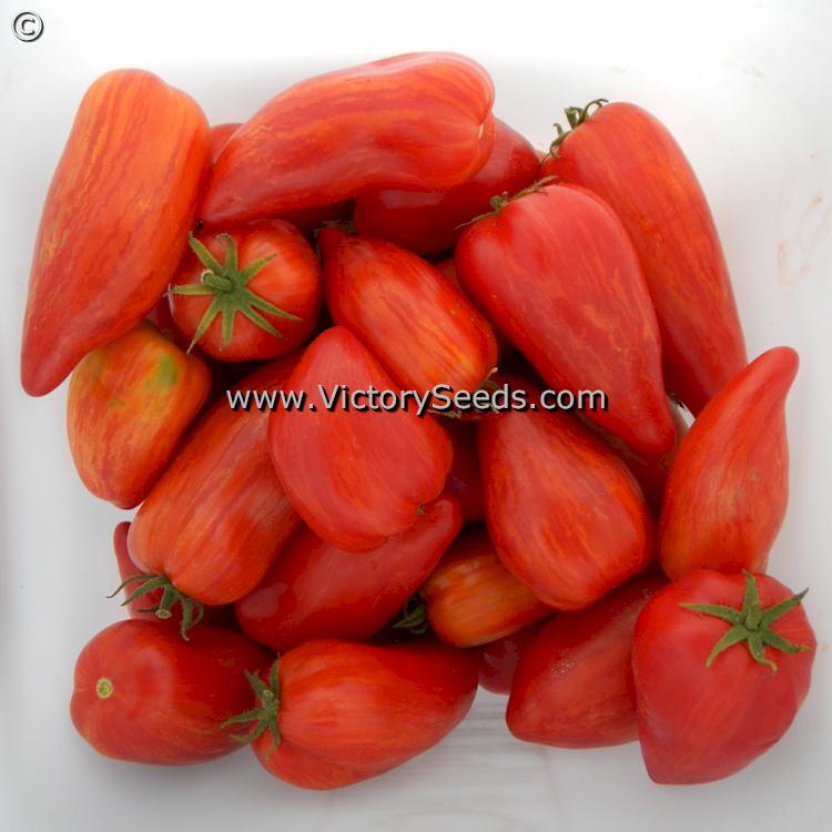 Dwarf Stony Brook Speckled Tomato