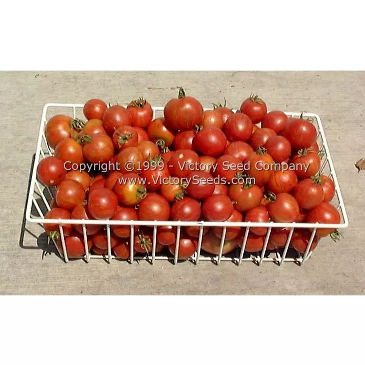 Tiger Tom Tomato