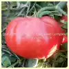 Mala Bishka Tomato