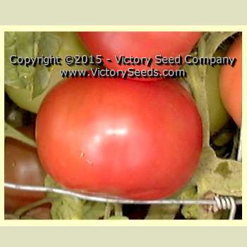 Livingston's Magnus Tomato