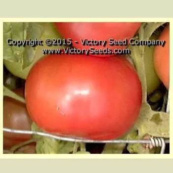 Livingston's Magnus Tomato
