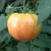 Hillbilly Tomato