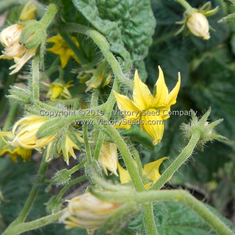 Dwarf Dainty Isabel Tomato