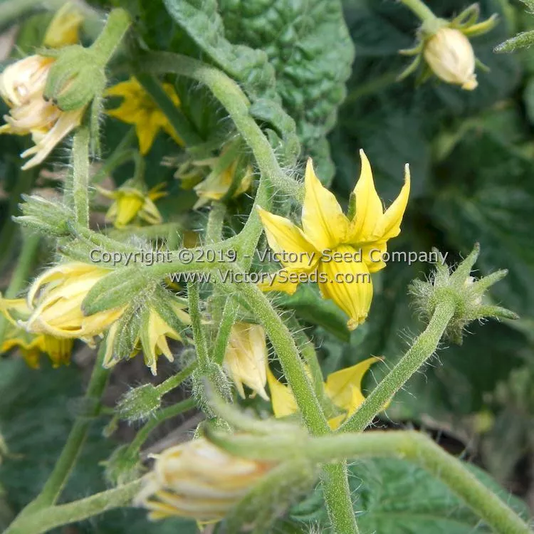 Dwarf Dainty Isabel Tomato