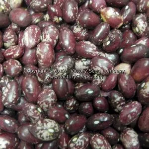 Whipple Dry Bush Garden Bean