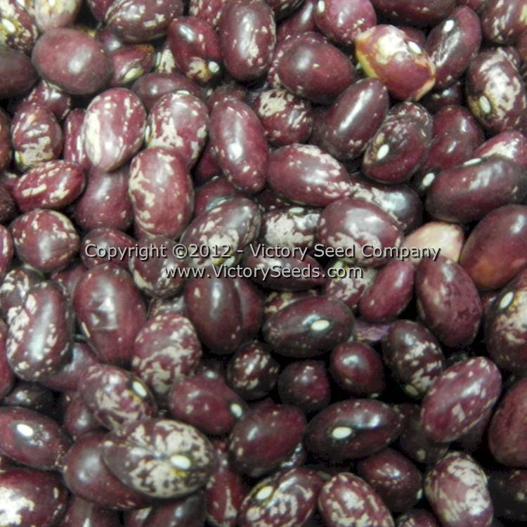 Whipple Dry Bush Garden Bean