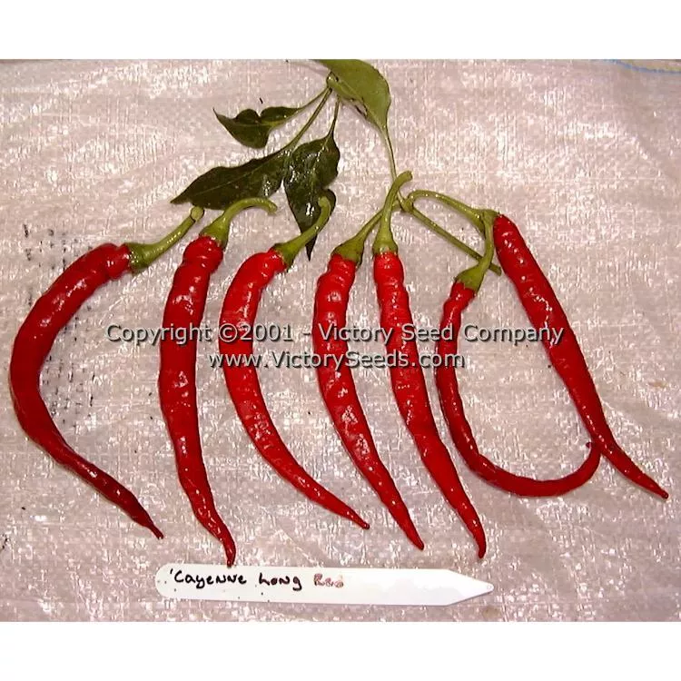 Long Red Cayenne Hot Pepper