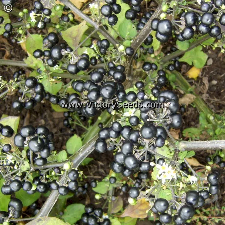 Garden Huckleberry