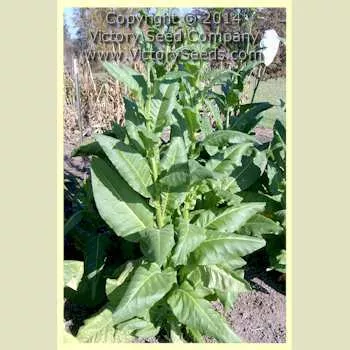 Zimmer Spanish Tobacco