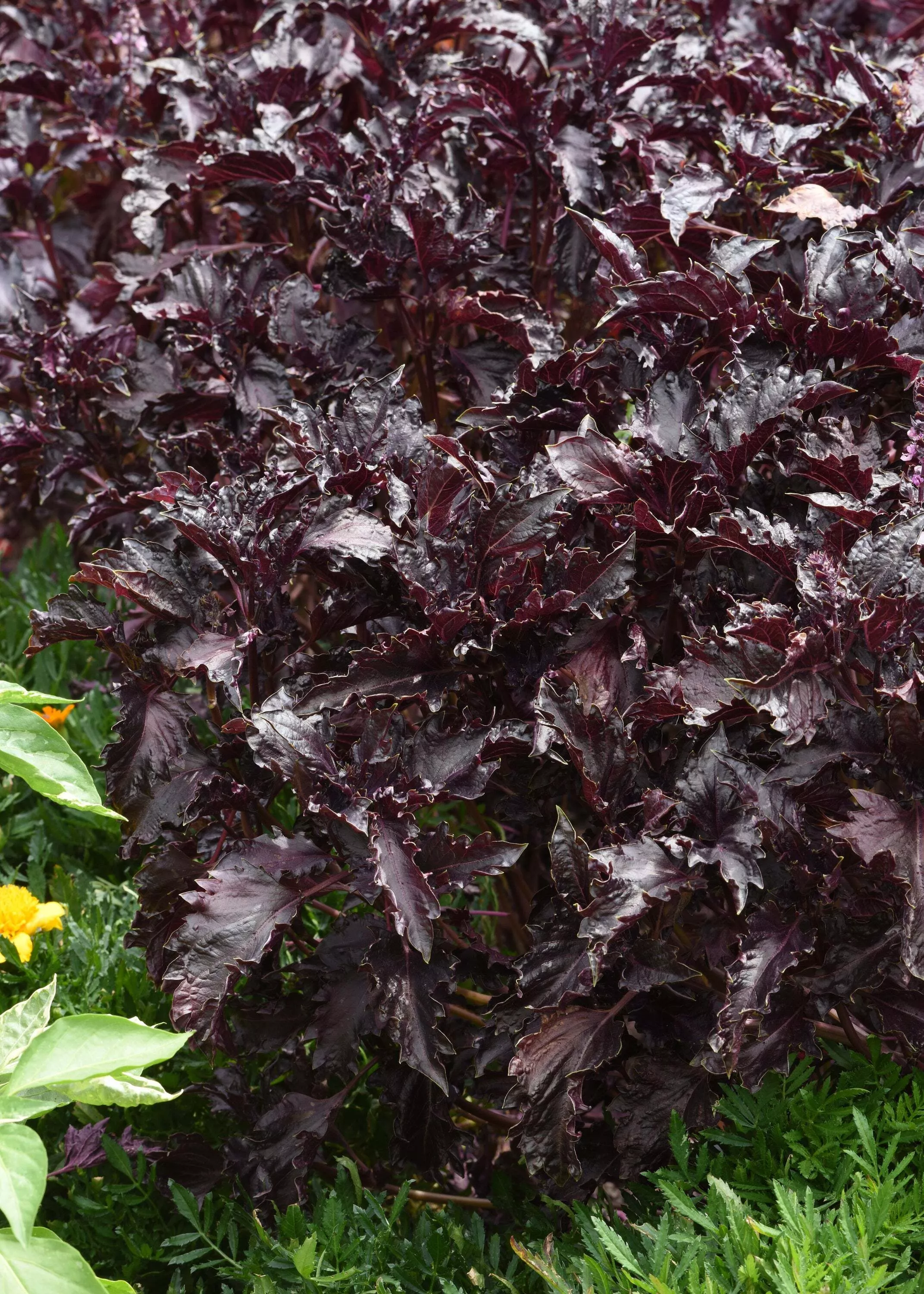 Basil, Purple Ruffles