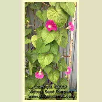 Morning Glory, Scarlet O'Hara