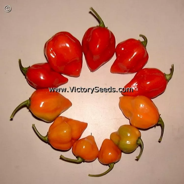 Habanero Red Hot Pepper
