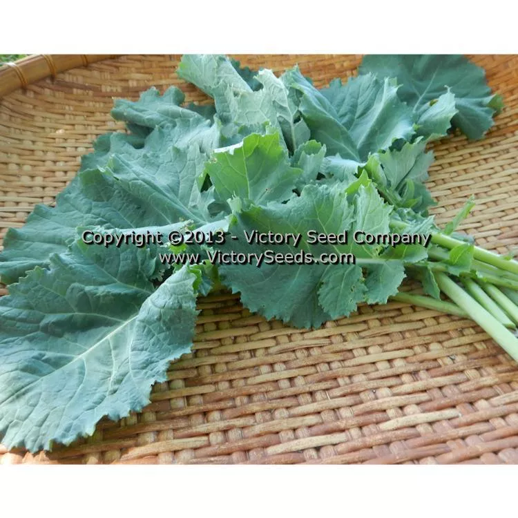 Premier Kale