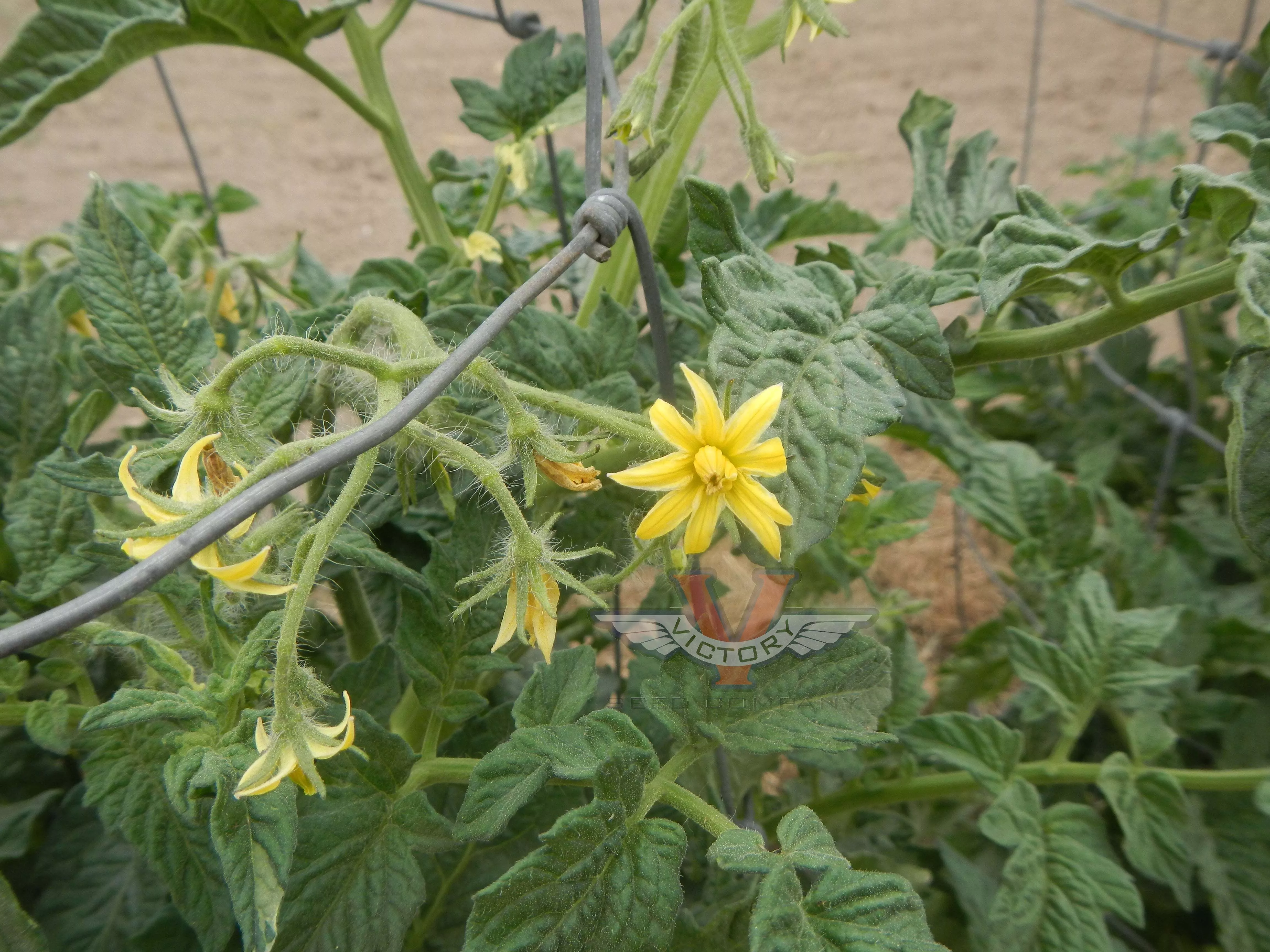 Dwarf Flashy Ace Tomato