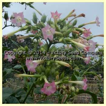 Yellow Mammoth Tobacco