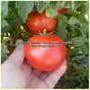 Clare Valley Red Tomato