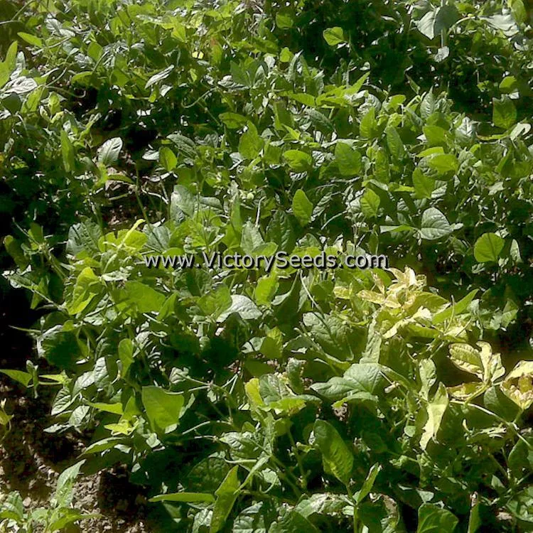 Iron & Clay Southern Pea
