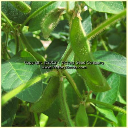 Tengamine Soybean