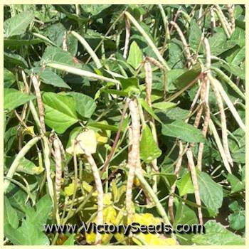Dixielee Southern Pea