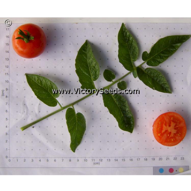 Norduke Tomato