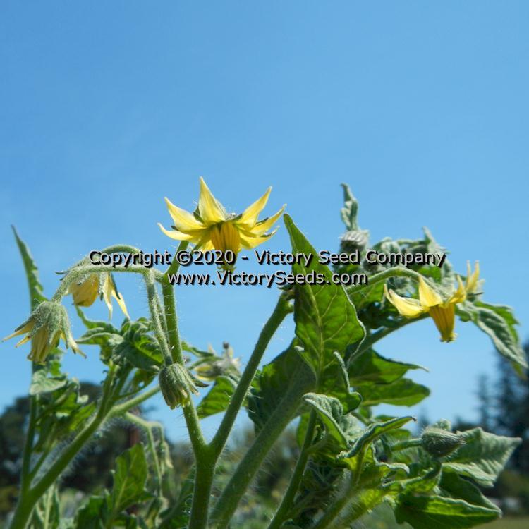 Dwarf Jasmine Yellow Tomato