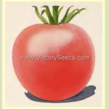 Glovel Tomato