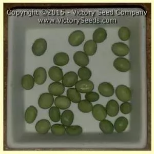 Tengamine Soybean