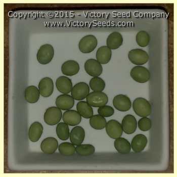 Tengamine Soybean