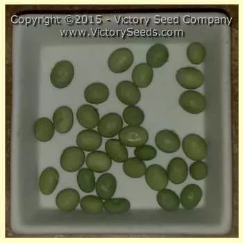 Tengamine Soybean