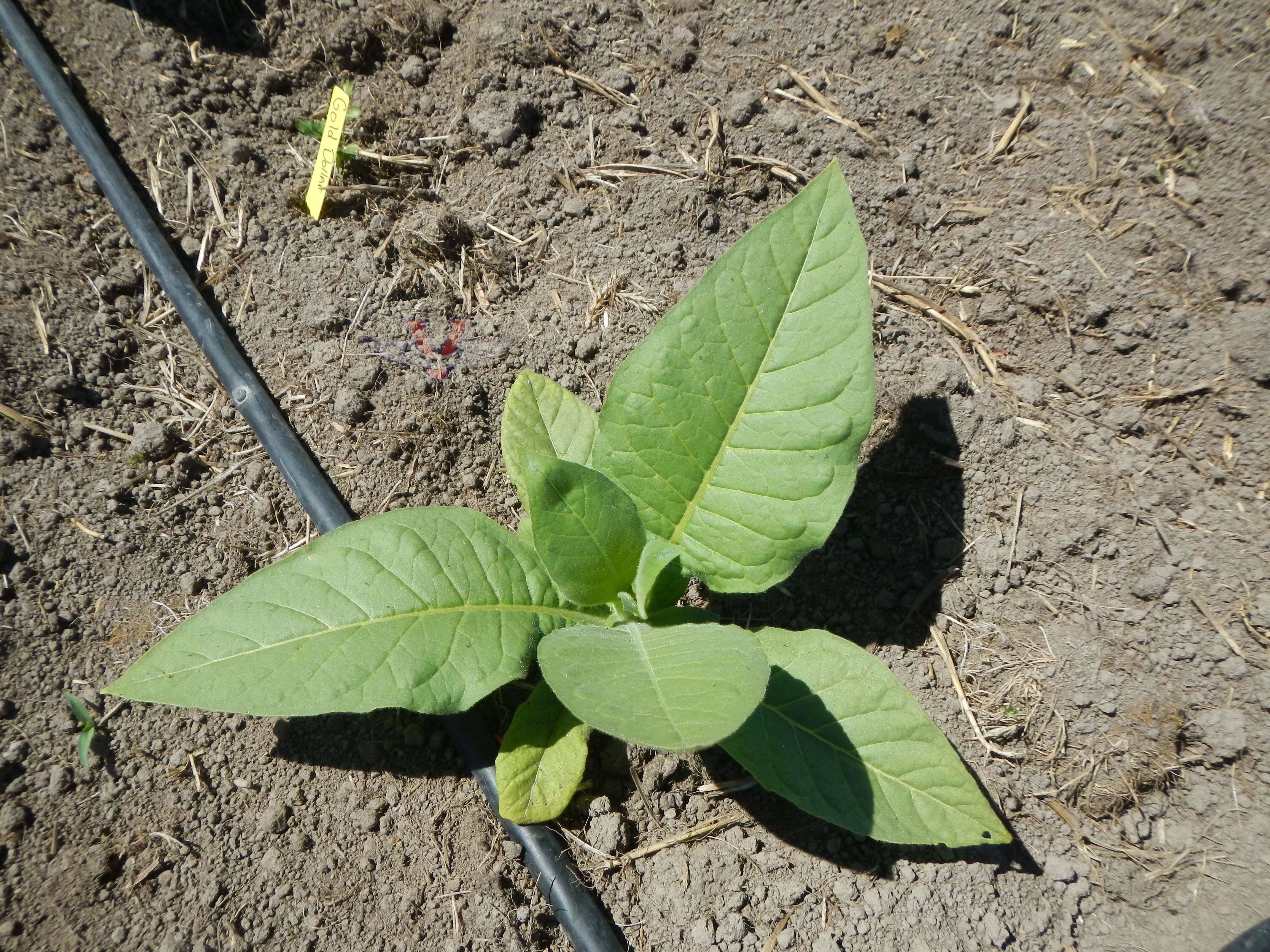 Gold Dollar Tobacco