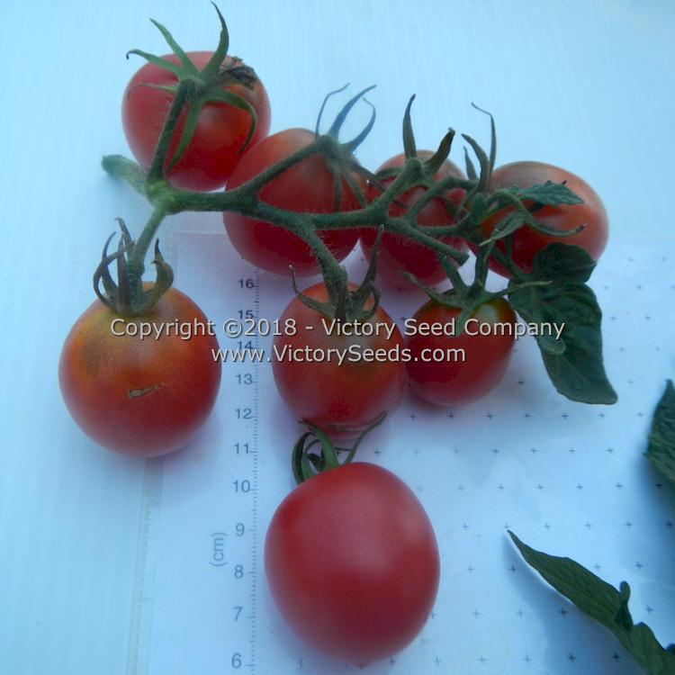 Dwarf Bendigo Dawn Tomato