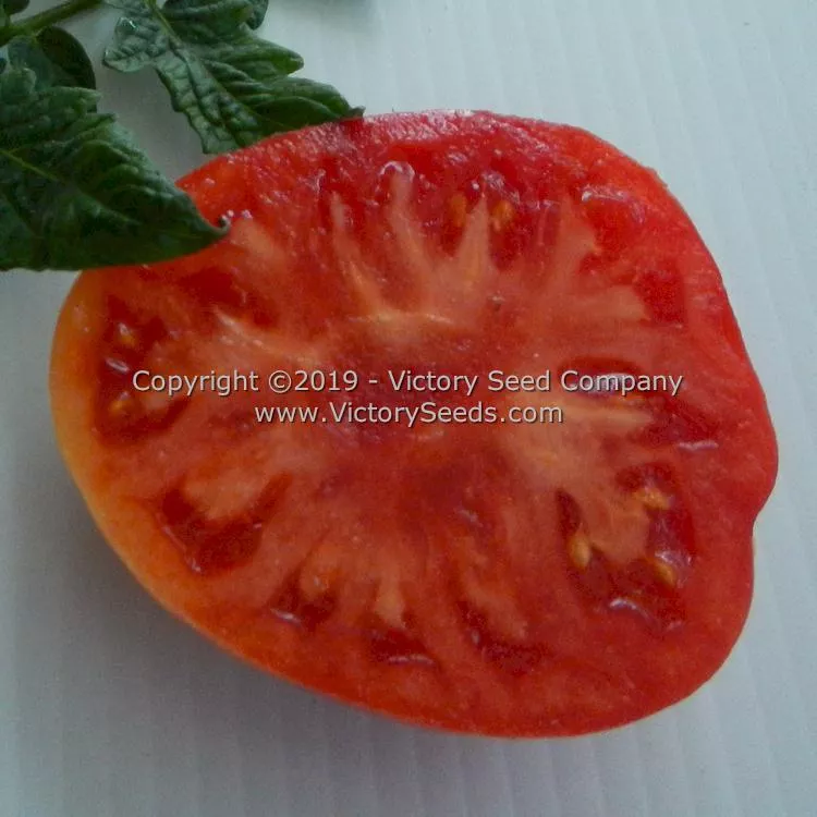 Waverley Tomato