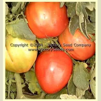 Mediterranean Tomato