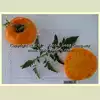 Orange Minsk Tomato