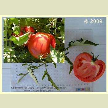 Ashleigh Tomato