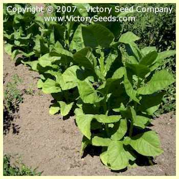 Samsun Tobacco