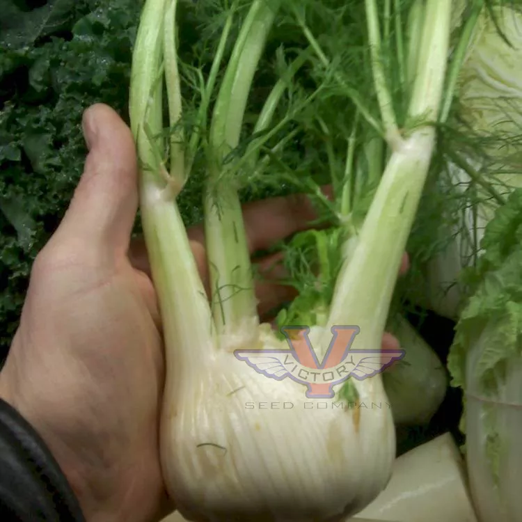 Fennel, Florence