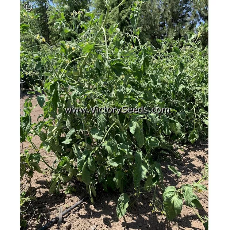 Glacier Tomato