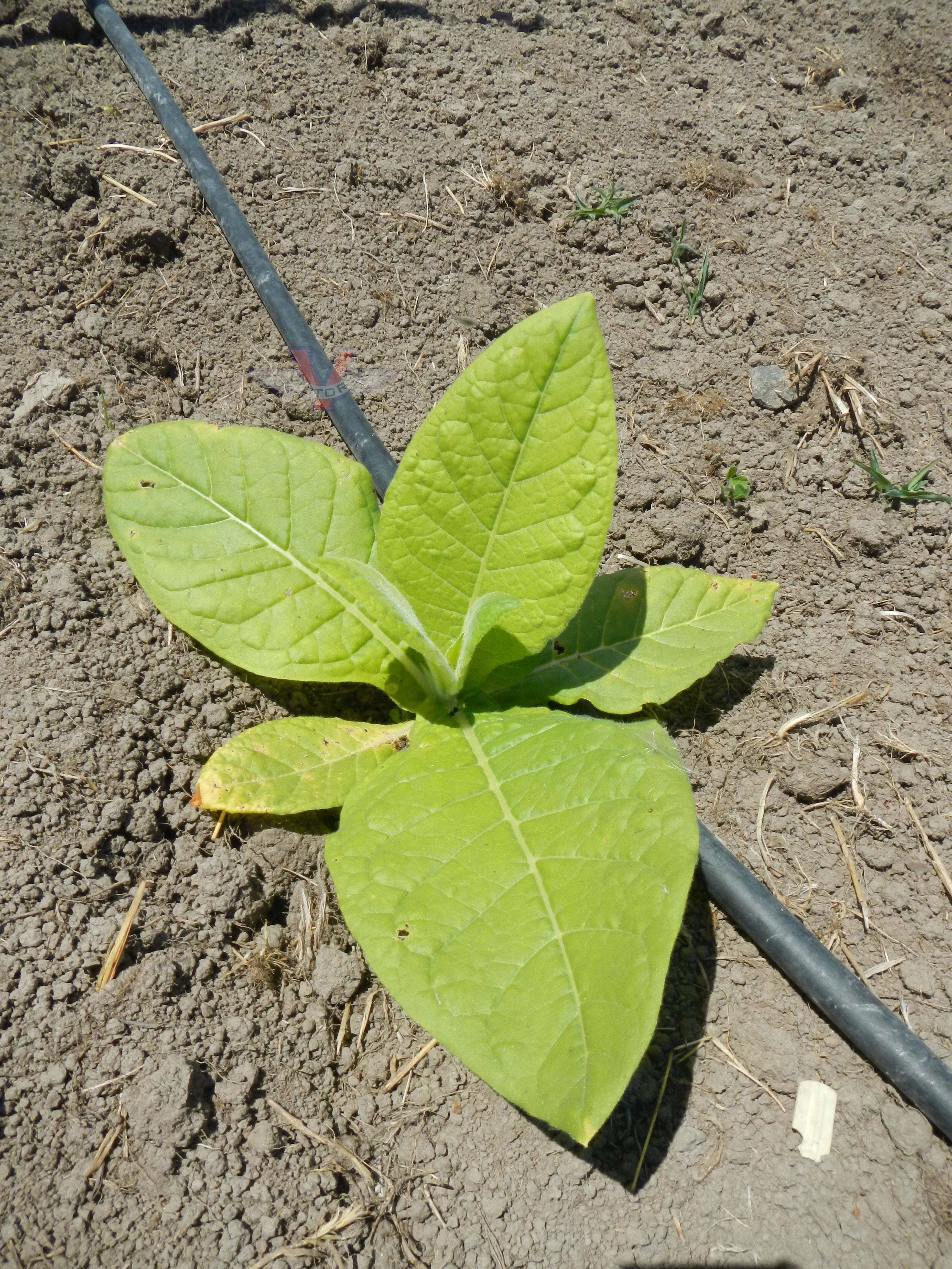 Harrow 12 Tobacco