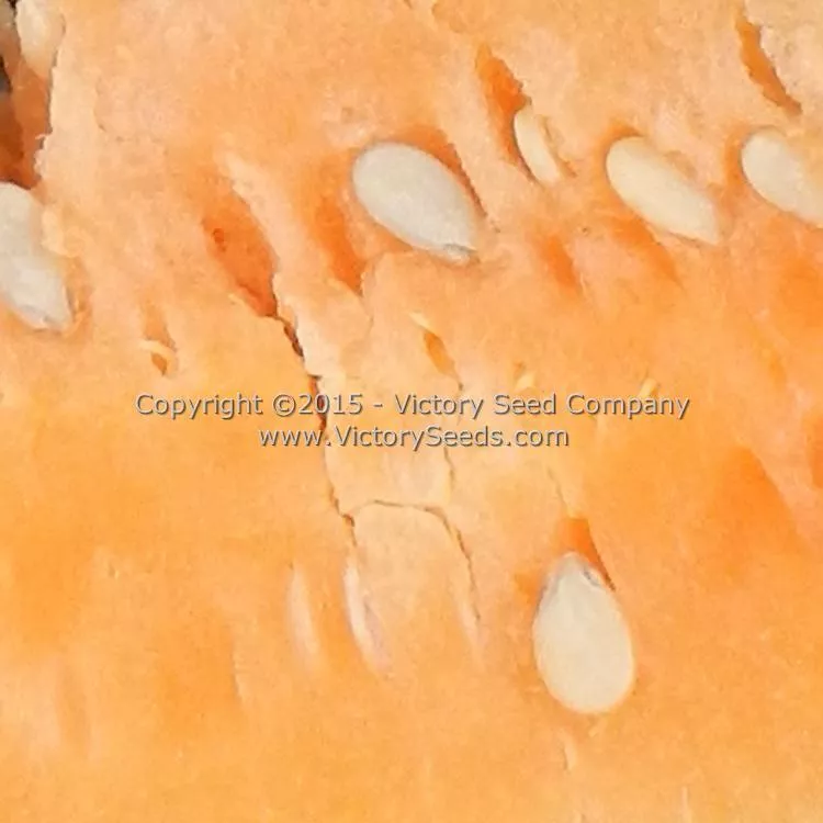 Mabry's Yellow Watermelon