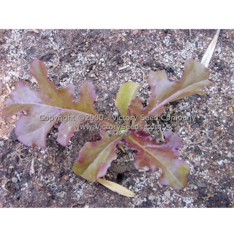 Salad Bowl, Red - Leaf Lettuce