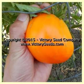 Aunt Sophie's Tomato