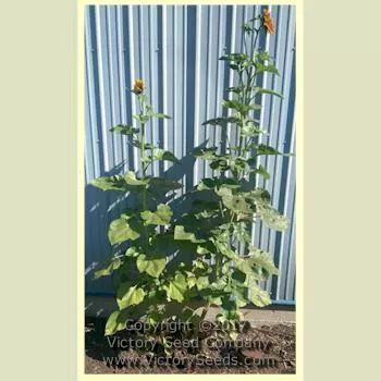 Autumn Beauty Sunflower