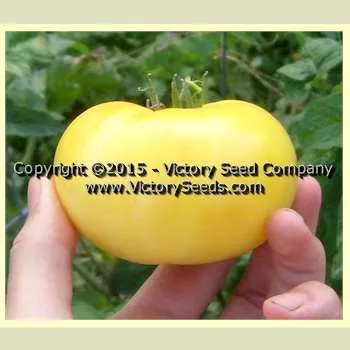 Summertime Gold Tomato